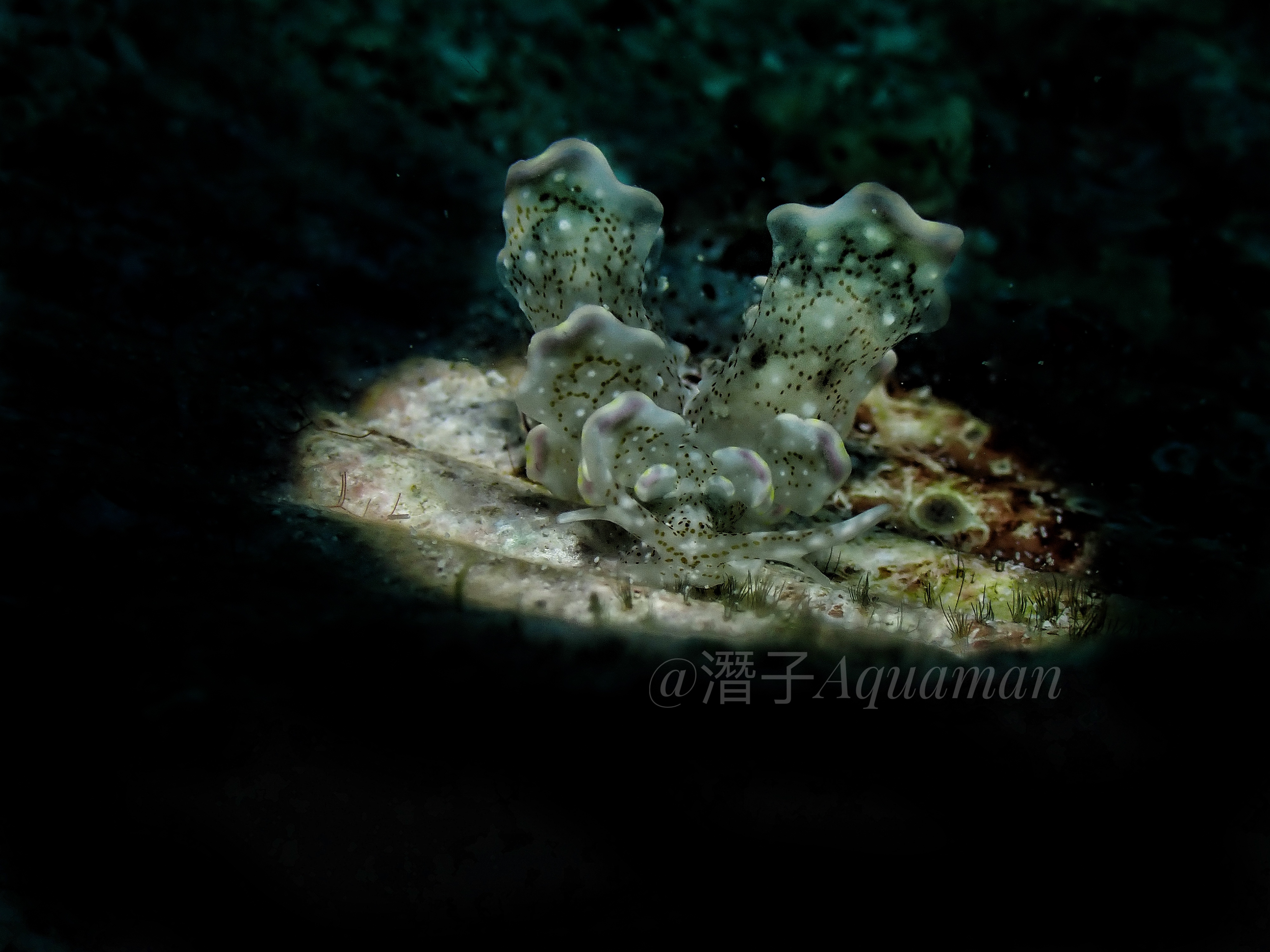 Semporna Coral Systems
